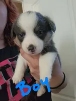 Boy 2, a male Pembroke Welsh Corgi for sale in Cartersville, GA – 1 of 2
