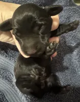 Lily, a female Miniature Dachshund for sale in Cartersville, GA – 2 of 3