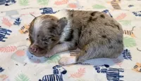 Bentley ~ Blue Eyes ~ True Toy, a male Toy Australian Shepherd for sale in Cartersville, GA – 2 of 3