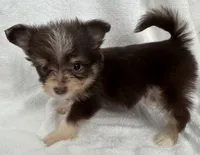 ASDR Doc ~ Green  Eyes ~ True Toy , a male Toy Australian Shepherd for sale in Cartersville, GA – 3 of 5