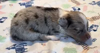 Beau ~ Blue Eyes ~ True Toy, a male Toy Australian Shepherd for sale in Cartersville, GA – 1 of 3
