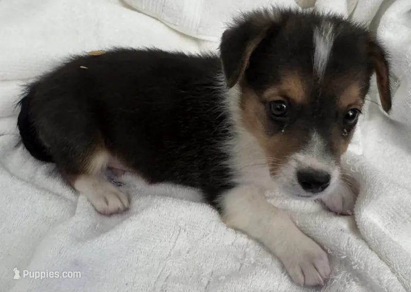 Dude  – Pembroke Welsh Corgi puppy on hold in Cartersville, GA