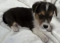 Dude , a male Pembroke Welsh Corgi for sale in Cartersville, GA – 1 of 1