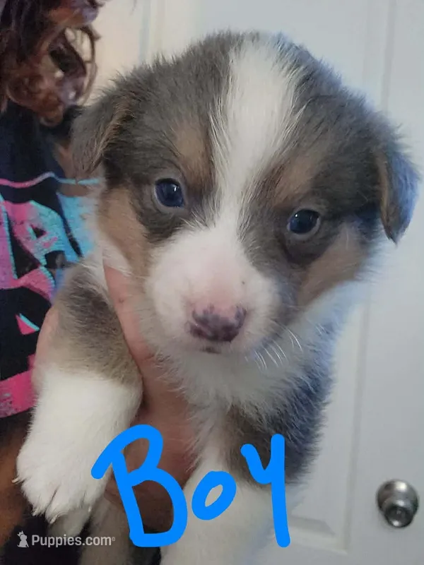 Boy 1 – Pembroke Welsh Corgi puppy for sale in Cartersville, GA