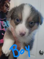 Boy 1, a male Pembroke Welsh Corgi for sale in Cartersville, GA – 1 of 2
