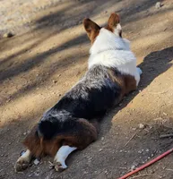Stitch , a male Pembroke Welsh Corgi for sale in Cartersville, GA – 3 of 5