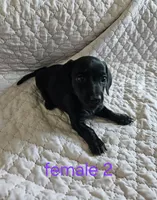 Lily, a female Miniature Dachshund for sale in Cartersville, GA – 6 of 6