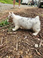 Merle Female, a female Pembroke Welsh Corgi for sale in Cartersville, GA – 3 of 5
