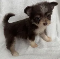 ASDR Doc ~ Green  Eyes ~ True Toy , a male Toy Australian Shepherd for sale in Cartersville, GA – 1 of 5