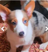 Stitch , a male Pembroke Welsh Corgi for sale in Cartersville, GA – 5 of 5