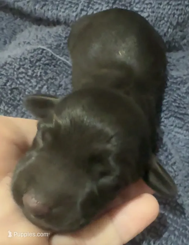 Lily – Miniature Dachshund puppy for sale in Cartersville, GA
