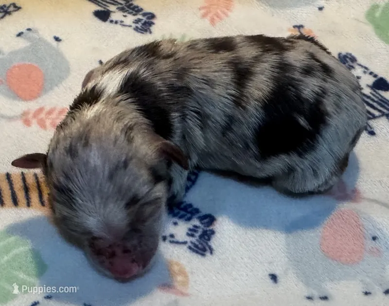 Lola ~ True Toy – Toy Australian Shepherd puppy for sale in Cartersville, GA