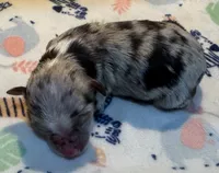 Lola ~ True Toy, a female Toy Australian Shepherd for sale in Cartersville, GA – 1 of 3