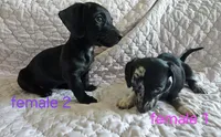 Lola, a female Miniature Dachshund for sale in Cartersville, GA – 4 of 7