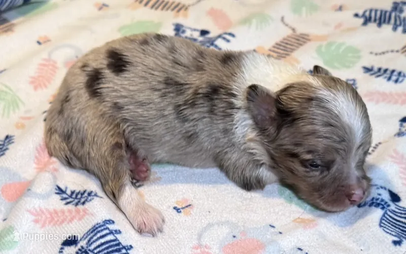 Bentley ~ True Toy – Toy Australian Shepherd puppy for sale in Cartersville, GA