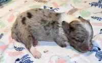 Bentley ~ Blue Eyes ~ True Toy, a male Toy Australian Shepherd for sale in Cartersville, GA – 1 of 3