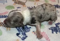 Bentley ~ True Toy, a male Toy Australian Shepherd for sale in Cartersville, GA – 2 of 2