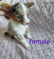 Lulu, a female Pembroke Welsh Corgi for sale in Cartersville, GA – 3 of 6