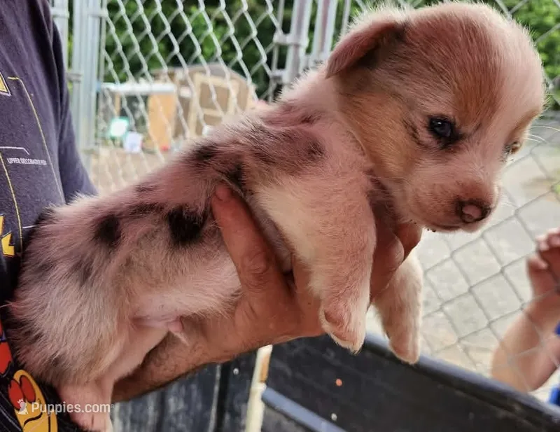 Boy 4 – Pembroke Welsh Corgi puppy for sale in Cartersville, GA