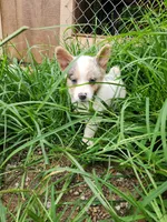 Merle Female, a female Pembroke Welsh Corgi for sale in Cartersville, GA – 4 of 5