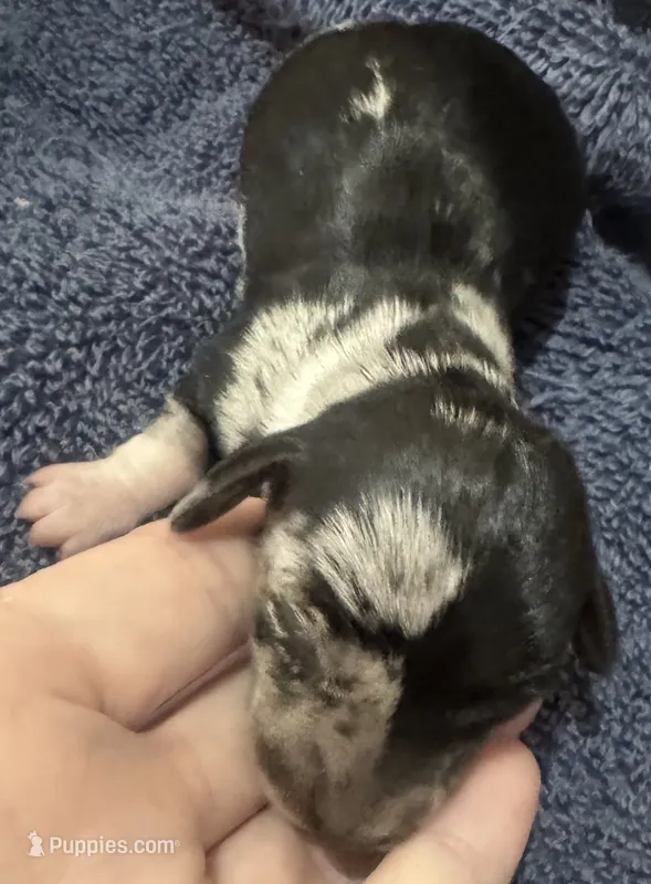 Lola – Miniature Dachshund puppy for sale in Cartersville, GA