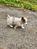 Merle Female, a female Pembroke Welsh Corgi for sale in Cartersville, GA – 5 of 5