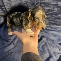 PENDING, a female Miniature Dachshund for sale in Cartersville, GA – Photo 2 of 7
