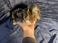 PENDING, a female Miniature Dachshund for sale in Cartersville, GA – Photo 2 of 7