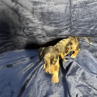 PENDING, a female Miniature Dachshund for sale in Cartersville, GA – Photo 4 of 7