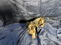 PENDING, a female Miniature Dachshund for sale in Cartersville, GA – Photo 4 of 7