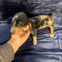 PENDING, a female Miniature Dachshund for sale in Cartersville, GA – Photo 3 of 7
