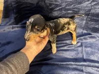 PENDING, a female Miniature Dachshund for sale in Cartersville, GA – Photo 3 of 7