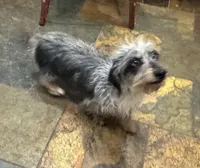 PENDING, a female Miniature Dachshund for sale in Cartersville, GA – Photo 6 of 7