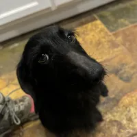 PENDING, a female Miniature Dachshund for sale in Cartersville, GA – Photo 7 of 7