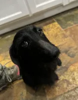 PENDING, a female Miniature Dachshund for sale in Cartersville, GA – Photo 7 of 7