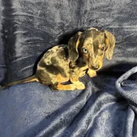 PENDING, a female Miniature Dachshund for sale in Cartersville, GA – Photo 1 of 7