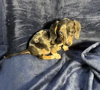 PENDING, a female Miniature Dachshund for sale in Cartersville, GA – Photo 1 of 7