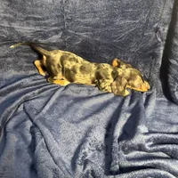 PENDING, a female Miniature Dachshund for sale in Cartersville, GA – Photo 5 of 7