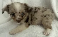 ASDR Bentley ~ Blue Eyes ~ True Toy, a male Toy Australian Shepherd for sale in Cartersville, GA – 5 of 6