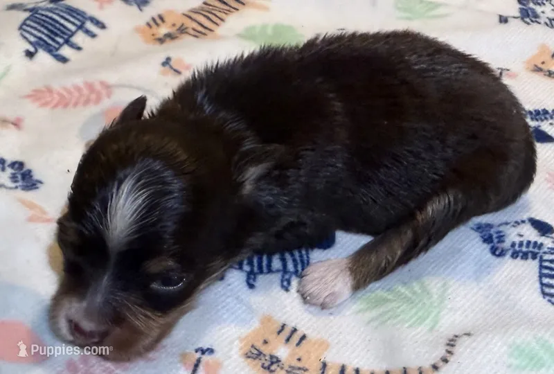 Doc ~ True Toy  – Toy Australian Shepherd puppy for sale in Cartersville, GA