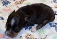 Doc ~ Green Hazel Eyes ~ True Toy , a male Toy Australian Shepherd for sale in Cartersville, GA – 1 of 3