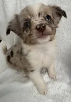 ASDR Bentley ~ Blue Eyes ~ True Toy, a male Toy Australian Shepherd for sale in Cartersville, GA – 3 of 6