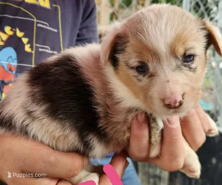 Girl 2 – Pembroke Welsh Corgi puppy for sale in Cartersville, GA