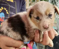 Girl 2, a female Pembroke Welsh Corgi for sale in Cartersville, GA – 1 of 2