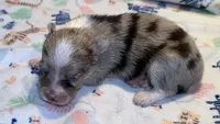 Beau ~ Blue Eyes ~ True Toy, a male Toy Australian Shepherd for sale in Cartersville, GA – 2 of 3