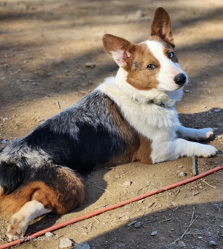 Stitch  – Pembroke Welsh Corgi puppy for sale in Cartersville, GA
