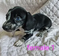 Lola, a female Miniature Dachshund for sale in Cartersville, GA – 3 of 7