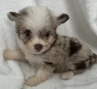 ASDR Lola ~ Blue Eyes ~ True Toy, a female Toy Australian Shepherd for sale in Cartersville, GA – 4 of 6