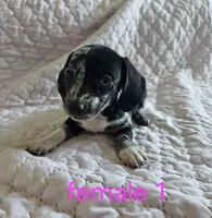 Lola, a female Miniature Dachshund for sale in Cartersville, GA – 6 of 7