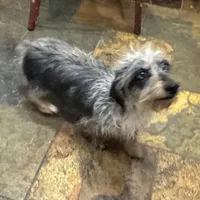 Luna - Wirehair dapple, a female Miniature Dachshund for sale in Cartersville, GA – Photo 9 of 10